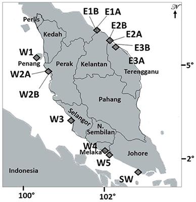 Barrier to Gene Flow of Grey Mangrove Avicennia marina Populations in the Malay Peninsula as Revealed From Nuclear Microsatellites and Chloroplast Haplotypes